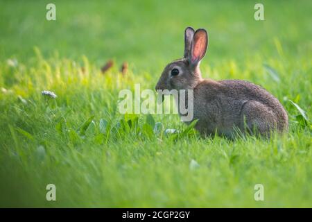Coniglio europeo (Oryctolagus cuniculus) che mangia in un prato, bassa Sassonia, Germania Foto Stock