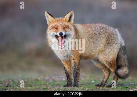 Volpe rossa (Vulpes vulpes) in camice invernale con bocca aperta, sbavatura, Paesi Bassi Foto Stock