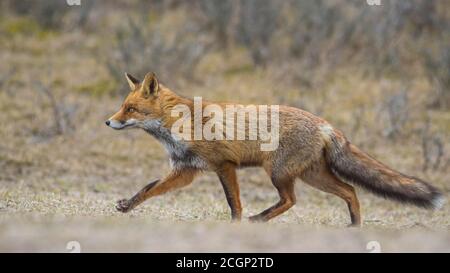 Volpe rossa (Vulpes vulpes) in camice invernale, strisciando sulla caccia, Paesi Bassi Foto Stock