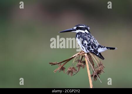 Il Martin pescatore Pied (Ceryle rudis) si trova sul ramo, Kisoro, Uganda Foto Stock