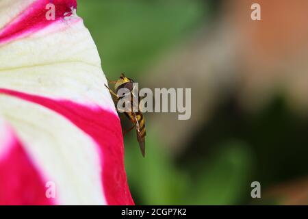 Volata di fiori o di volata maschile a strisce gialle e nere, Syrphus ribesii, su un fiore di petunia bianco rosa, primo piano, vista laterale, sfondo verde diffuso Foto Stock