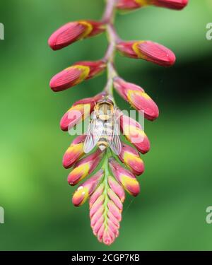 Volata femminile con fasce gialle e nere, Syrphus sp, su un bocciolo di fiori rosso di Crocosmia ‘Lucifero’, primo piano, sopra la vista, sfondo verde diffuso Foto Stock