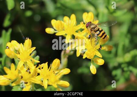 Volata maschile con fasce gialle e nere, Syrphus sp., su un fiore di ragwart giallo, Senecio jacobaea, primo piano, sopra la vista, sfondo verde diffuso Foto Stock