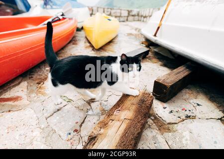 Un gatto bianco e nero cammina lungo la stazione delle barche tra le barche. Foto Stock