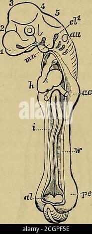 . Elementi anatomici di Quain . Fig. 773. Fig. 773. – CONTORNI DELL'EMBRIONE B DEL PULCINO ALLA FINE DEL PO IL TERZO GIORNO. , (dopo il suo.) A, lato dorsale e lignito; B, lato ventrale e lato sinistro; h, il cuore. Le altre parti della figura sono spiegate altrove, a sinistra della parte ventricolare, le vene che vengono trasportate per-verso con essa, mentre il bulbo arterioso è attacheddalla sua estremità davanti al collo dell'embrione im-mediately sotto le piastre visceralali. Vi è ancora un solo passaggio attraverso il cuore, ma la distinzione delle cavità auricolare e ven-tricolare diventa più evidente, bo Foto Stock