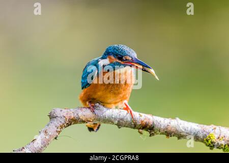 Un kingfisher maschile a caccia di un laghetto giardino in estate Sole nel Galles centrale Foto Stock