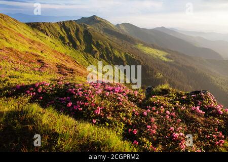 Rododendro fiorente nei Carpazi orientali. Foto Stock