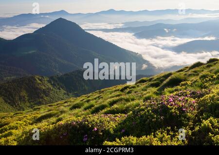 Rododendro fiorente nei Carpazi orientali. Foto Stock