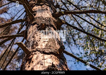 Pino morto senza corteccia in una foresta di abete in Germania Foto Stock