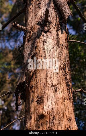 Morte di foresta dovuta a siccità ed infestazione di insetto usando il Esempio di un pino tedesco Foto Stock