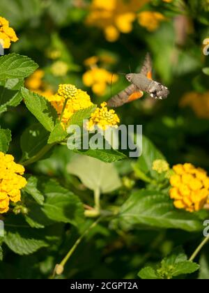 Ronzio uccello hawk moth Foto Stock