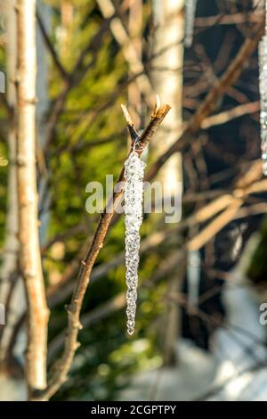 icicle trasparente appeso al ramo dell'albero. Decorazione di Natale Foto Stock