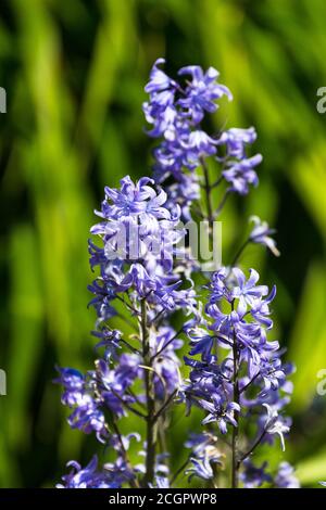 Bluebells. Norfolk Inghilterra Regno Unito Foto Stock