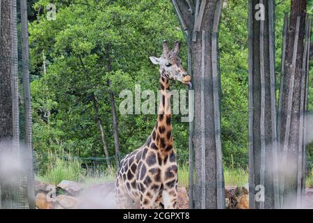 Giraffe di Rothschild (Giraffa Camelopardalis rothschildi) con lingua fuori nello zoo ceco di Pilsen. Carino giraffa africana in giardino zoologico. Foto Stock