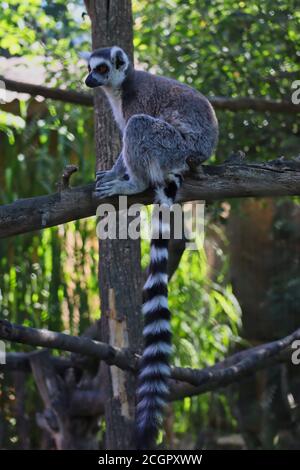 Il Lemur con coda ad anello (Lemur Catta) è un grande primate di strepsirrina con coda nera e bianca. Cute Lemur siede su Tree Branch nello Zoo Park. Foto Stock