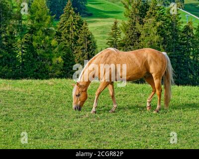 cavallo marrone selvaggio mangiare erba nel prato Foto Stock
