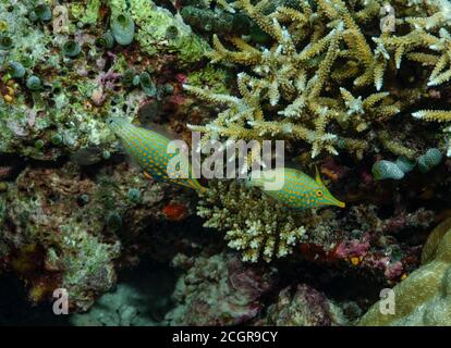 Coppia di filefish Longnose, Oxymonacanthus longirostris, al riparo in corallo staghorn, isola di Bathala, Maldive Foto Stock