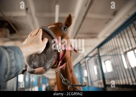 L'uomo dell'Horseman stropicchiando il naso del cavallo marrone, mette la faccia della briglia Foto Stock