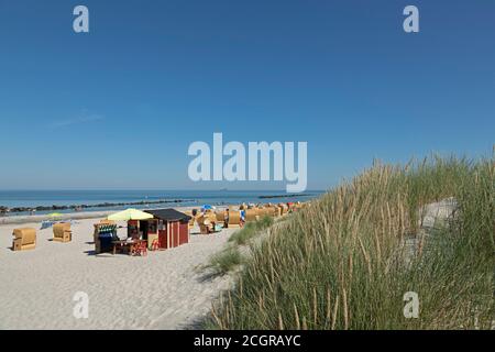 spiaggia, Ammophila arenaria, dune di sabbia, Wustrow, Meclemburgo-Pomerania occidentale, Germania Foto Stock