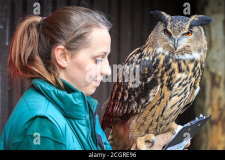 Gufo di aquila eurasiatica (Bubo bubo) chiamato Max con il custode dello zoo di ZSL London Zoo stock prendere fotocellula, Londra, Inghilterra, Regno Unito Foto Stock