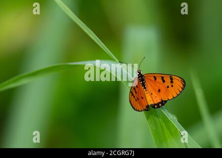 Tawny Coster farfalla isolato perching su erba foglia Foto Stock