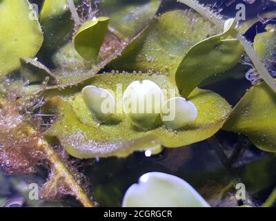 Caulerpa prolifera in Refugio sistema per acqua salata barriera corallina acquario serbatoio Foto Stock