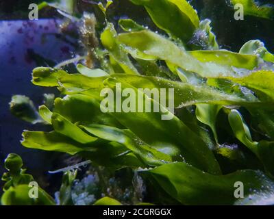 Caulerpa prolifera in Refugio sistema per acqua salata barriera corallina acquario serbatoio Foto Stock