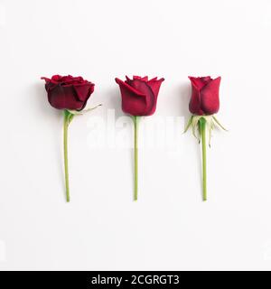 Fiori di rosa rosso su sfondo bianco. Disposizione piatta, vista dall'alto, spazio per la copia Foto Stock