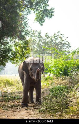 Ritratto dell'elefante del bambino. Elefante bambino che gioca sul campo riserva con isolato su sfondo foresta. Foto Stock