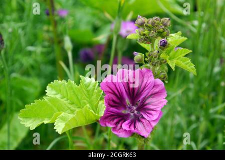 Porpora/Mauve/Rosa Malva sylvestris 'Malva comune' Fiore cresciuto in un confine a RHS Garden Harlow Carr, Harrogate, Yorkshire, Inghilterra, Regno Unito. Foto Stock