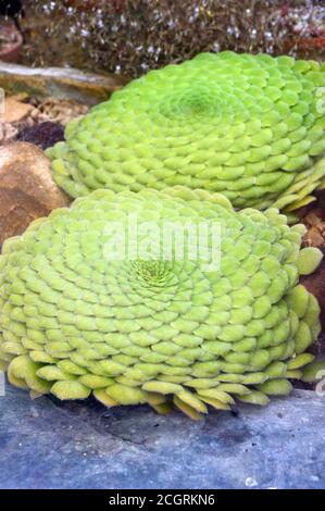 Aeonium tabuliforme (pianta di Aeonio/Saucer con sommità piatta) Succulente coltivato nella Casa Alpina a RHS Garden Harlow Carr, Harrogate, Yorkshire, Inghilterra. Foto Stock