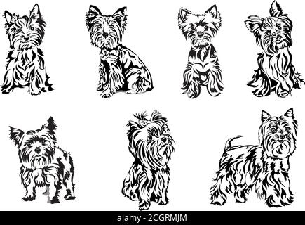 Yorkshire terrier, ritratto, grafica, vettore, disegno, decorativo, isolato, immagine, silhouette, look, occhi, capelli lunghi, domestico, animale, divertente Illustrazione Vettoriale