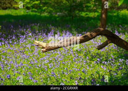 Grande ramo di albero rotto con un campo naturale pieno di bluebells luminoso sullo sfondo Foto Stock