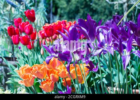 Campo di tulipani colorati e vari su un giorno di primavera luminoso e soleggiato Foto Stock