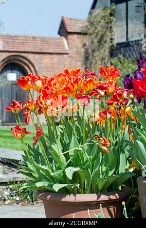 Grande pentola patio di arancio luminoso e tulipani rosso scaloppati con un muro di mattoni e porta ad arco in legno nel sfondo Foto Stock