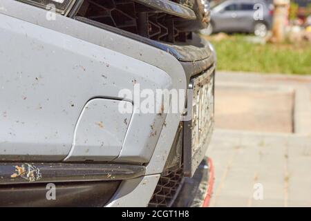 insetti sulla vettura sulla vernice del paraurti. Foto Stock