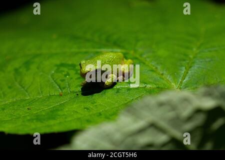 Un'immagine ravvicinata estrema di una piccola rana di alberi (Hyla Versicolor), su una foglia di alberi nel Maryland. Dettagli della pelle slimy della rana, le sue dita, occhio Foto Stock