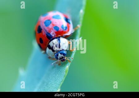 Un scarabeo asiatico (Harmonia axyridis) closeup di fronte alla fotocamera. Foto Stock