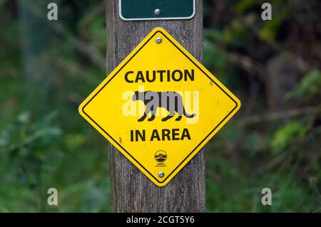 Cartello giallo di attenzione su un palo di legno che avverte di un cougar nella zona. Lungo un sentiero in un parco locale a Port Coquitlam, British Columbia, Canada Foto Stock