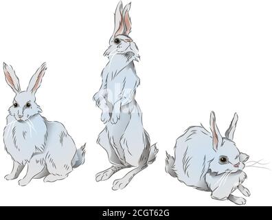 illustrazione l'arte di un disegno acquerello di tre conigli carini seduti su una superficie leggera morbida, disegnati a mano Illustrazione Vettoriale