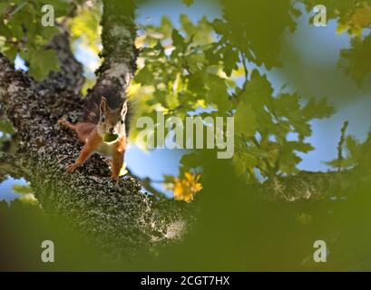 Uno scoiattolo marrone che scende da un albero di quercia con un cono in bocca Foto Stock
