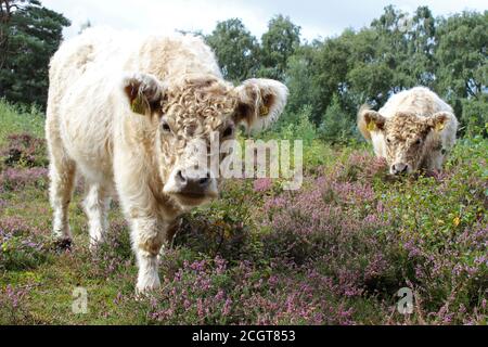 Bestiame Galloway parte del piano di gestione degli habitat presso la Riserva Naturale comune di Thurstaston del National Trust, Wirral, Regno Unito Foto Stock