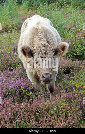 Bestiame Galloway parte del piano di gestione degli habitat presso la Riserva Naturale comune di Thurstaston del National Trust, Wirral, Regno Unito Foto Stock