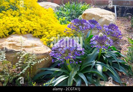 Fiori di Agapanthus colorati in piena fioritura, piantati in un bel rockery alpino Foto Stock