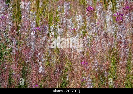 Rosebay Willowwib semi, autunno, Puy-Saint-Vincent, stazione sciistica, in estate, Parco Nazionale della Vanoise, Ecrins, Francia Foto Stock