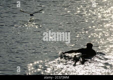 Colonia, Germania. 12 settembre 2020. Un nuotatore si gode la tarda serata estiva sul Fühlinger See. Credit: Henning Kaiser/dpa/Alamy Live News Foto Stock