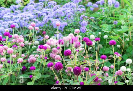 Fiori viola e rosa Globe amaranto o Gomphrena globosa. Foto Stock