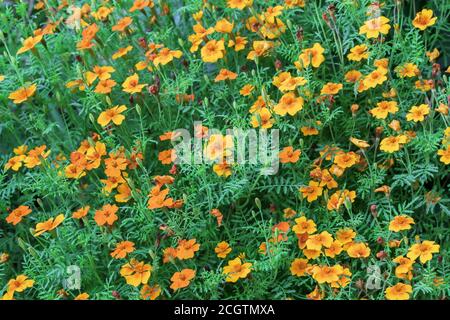 Marigolds d'arancia (Tagetes erecta, marigold messicano, marigold azteco, marigold africano). Foto Stock
