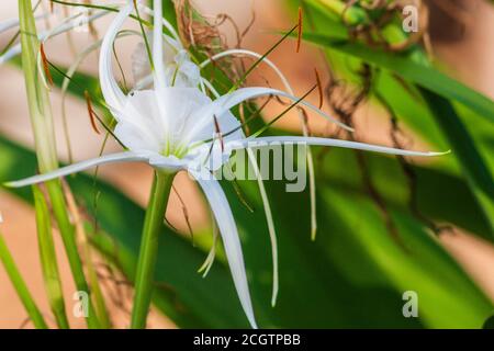 Spider Lily, Hymenocallis occidentalis, presso i Rose Emporium Gardens vicino a Brenham, Texas. Foto Stock