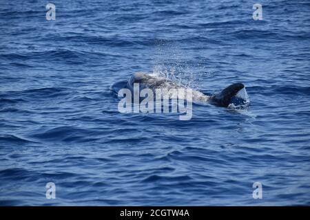Delfino di Risso (Grampus griseus) avvistato a Fuerteventura, le Isole Canarie, marzo 2020 Foto Stock